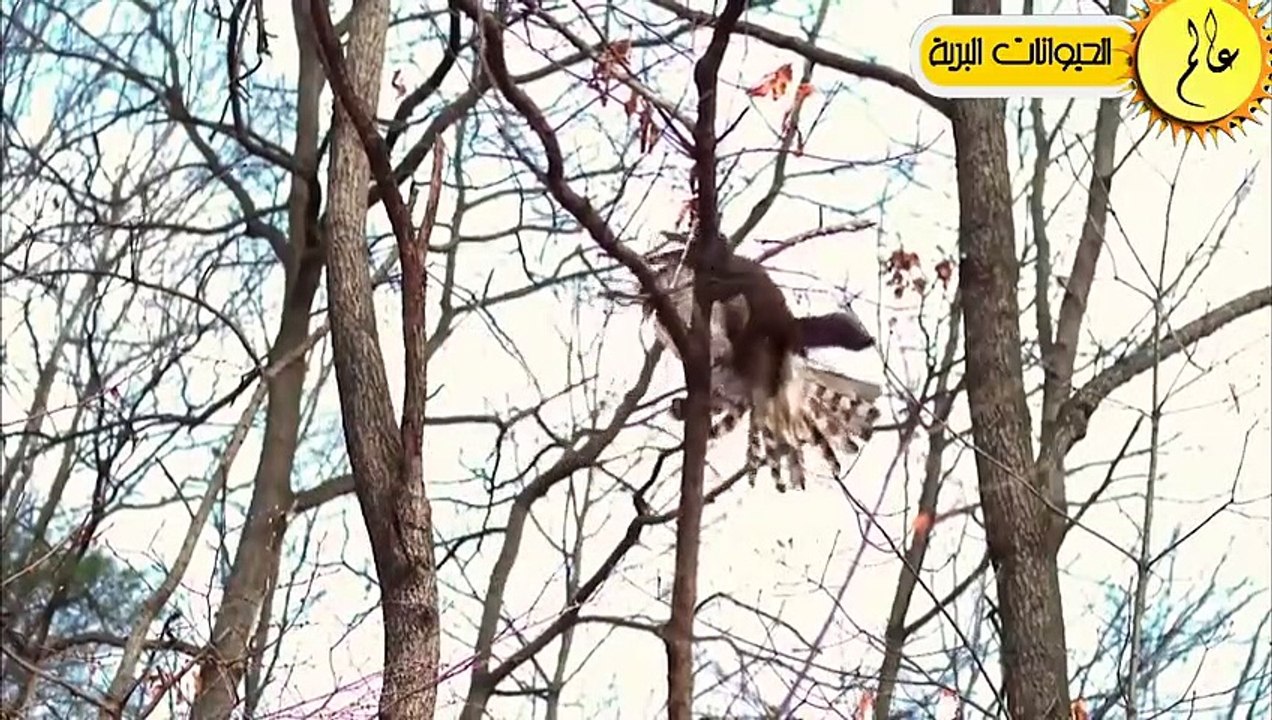 مدهش..عندما يكون الصقر جائع لا يعرف المستحيل  عالم الحيوان