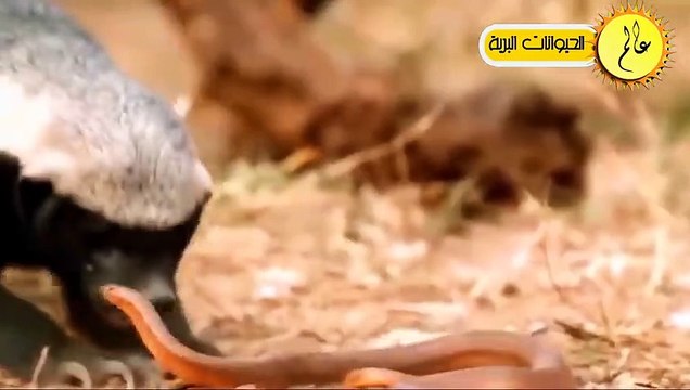 مدهش..عندما يغضب غرير العسل ويواجه اقوي الافاعي البرية!مشهد لا يصدق عالم الحيوان