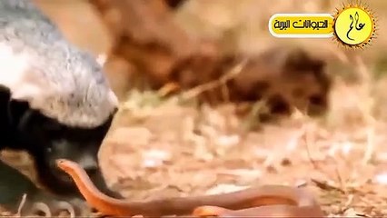 مدهش..عندما يغضب غرير العسل ويواجه اقوي الافاعي البرية!مشهد لا يصدق عالم الحيوان