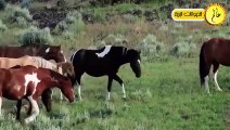 مدهش..هذا ما يحدث عندما تقترب الخيول من نهر التماسيح المفترسة !!شئ لا يصدق عالم الحيوان