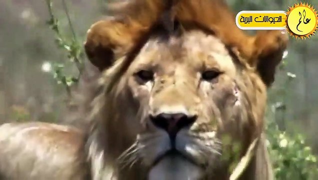 معارك مجنونة في عالم الحيوان!!عندما تهاجم الاسود الخصم الحطأ!!شئ لا يصدق عالم الحيوان