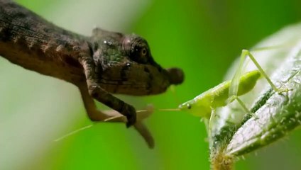 PRÉDATEURS 1 3 (FRANCE 5 BBC) - ZAPPING SAUVAGE 50