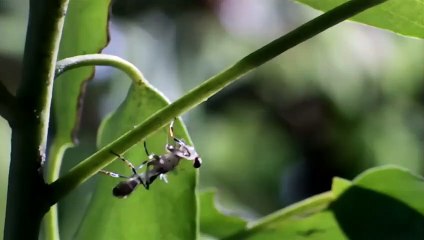 Ce lion est une bête de sexe - ZAPPING SAUVAGE 26