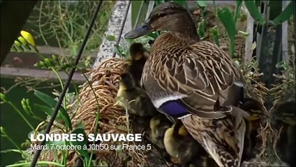 Un pigeon prend le métro pour faire ses courses - ZAPPING SAUVAGE 12