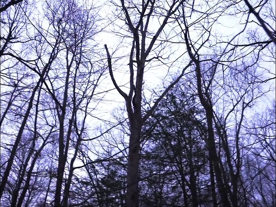 American Werewolves Bande-annonce (EN)