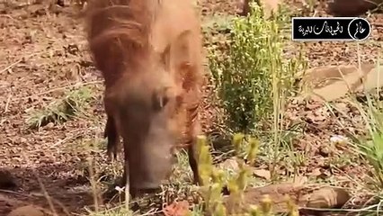 هذا ما يحدث عندما يغضب الخنزير