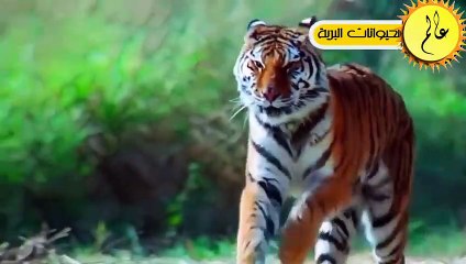 هذا هو اخطر جاموس في العالم اياك ان تقترب منه حتى النمور تخاف منه   عالم الحيوان