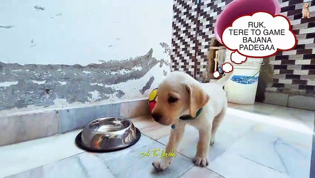Ye Chilgusa Mujhe Lunch Nahi De Raha | Iska To Game Bajana Padega Dolo The Labrador #labrador #cute