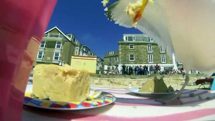 Proof That Seagulls Will Never Go Extinct