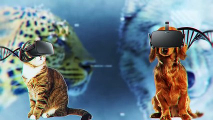 This Is Why Cats Hate Dogs