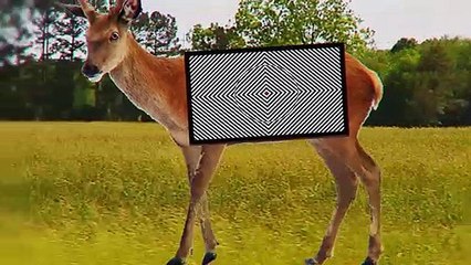 This Is Why Lions Stop Hunting Zebras