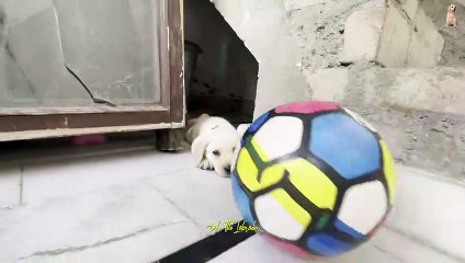 PLAYING WITH FOOTBALL | DOLO THE LABRADOR
