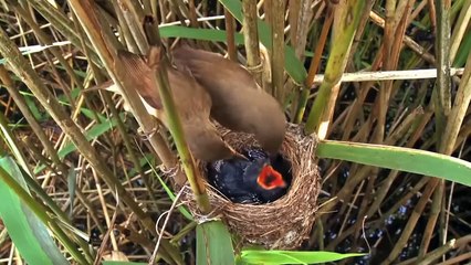 Worst Animal Parents