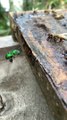 Vibrant Green Orchid Bee Collects Propolis