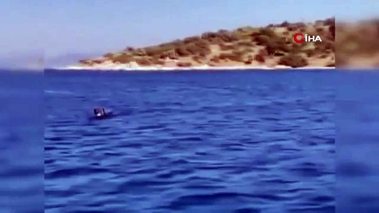 Schwimmende Schweine vor Bodrum überraschten Urlauber