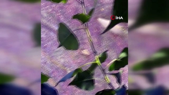 Tedirgin eden görüntü! Toplu balık ölümleri yaşandı... Yetkililerden vatandaşlara hayati uyarı