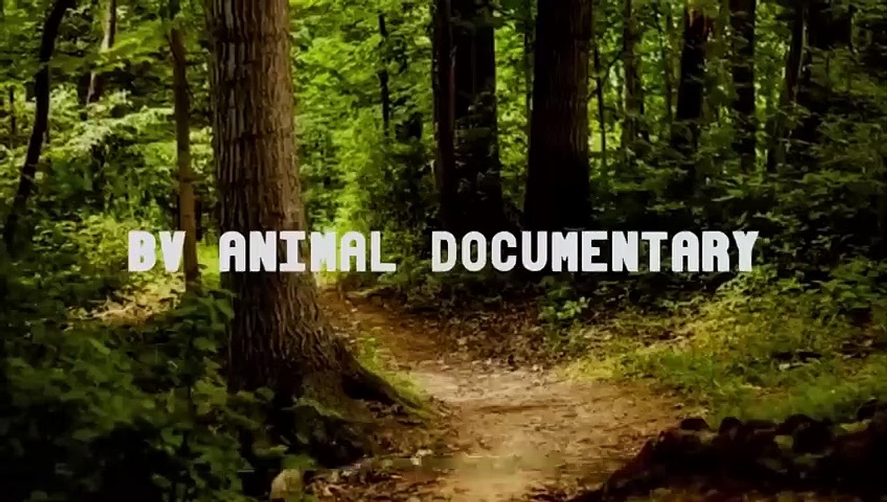 Hopeless Warthog attacks Wild Dog very hard to escape, Wild Animals Attack