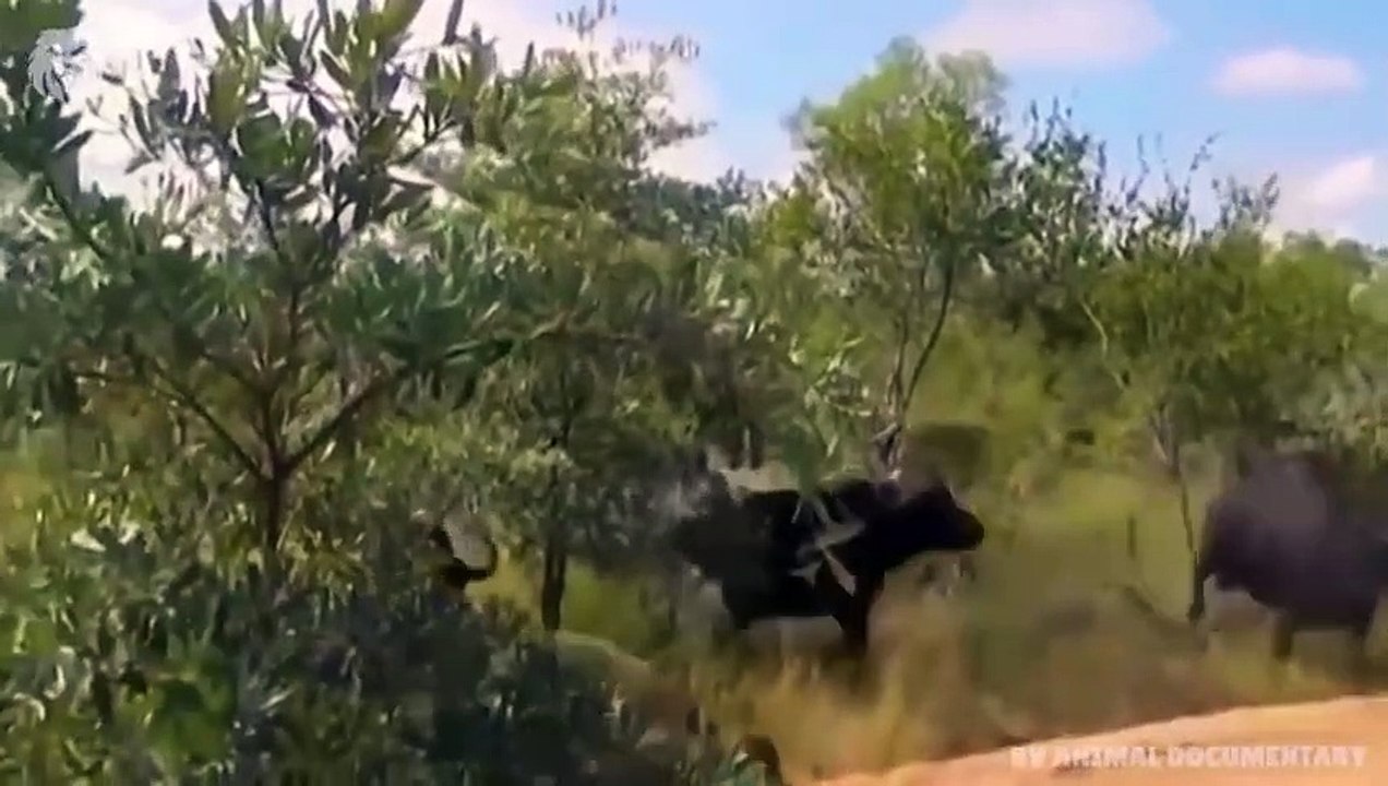 Mother Buffalo attacks Lion very hard to save her baby, Wild Animals Attack