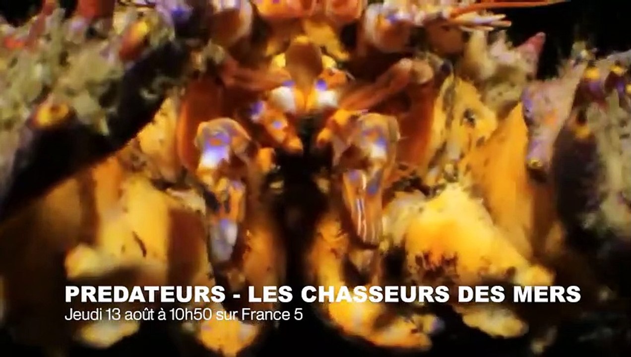 Vidéo très rare  un poisson au crâne transparent ! - ZAPPING SAUVAGE 36