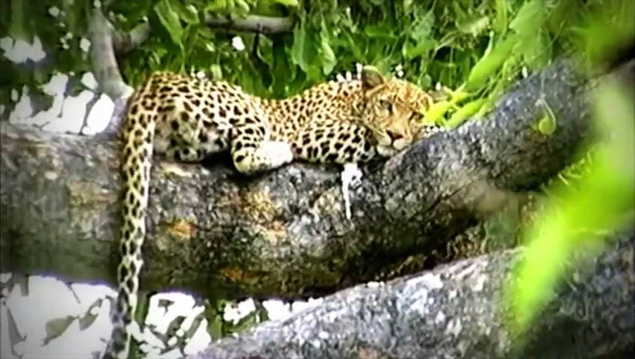 Die Kraft des Leoparden, der beweglichsten Katze der Welt