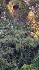 Menino de 6 anos sobrevive sem ferimentos a queda de 12 metros em tirolesa