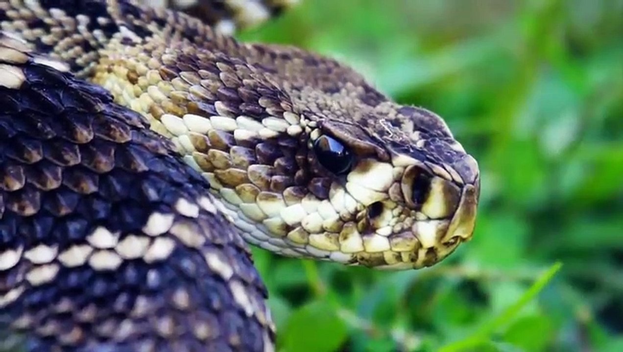 Warum Diese Schlange Dich Austricksen Wird!