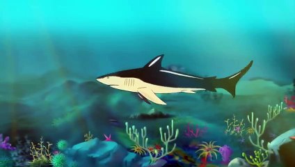 Warum Sich Haie In 400 Millionen Jahren Kaum Verändert Haben