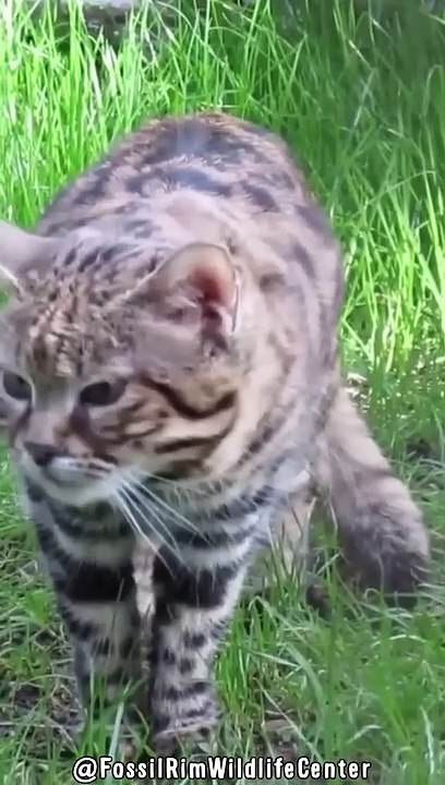 Tödlichste Katze - Gefährlich & Kriminell Süß