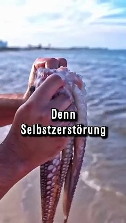 Tiere Die Sich Selber Beenden Können - Oktopus
