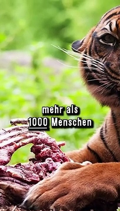 370.000 Tigeropfer in 200 Jahren