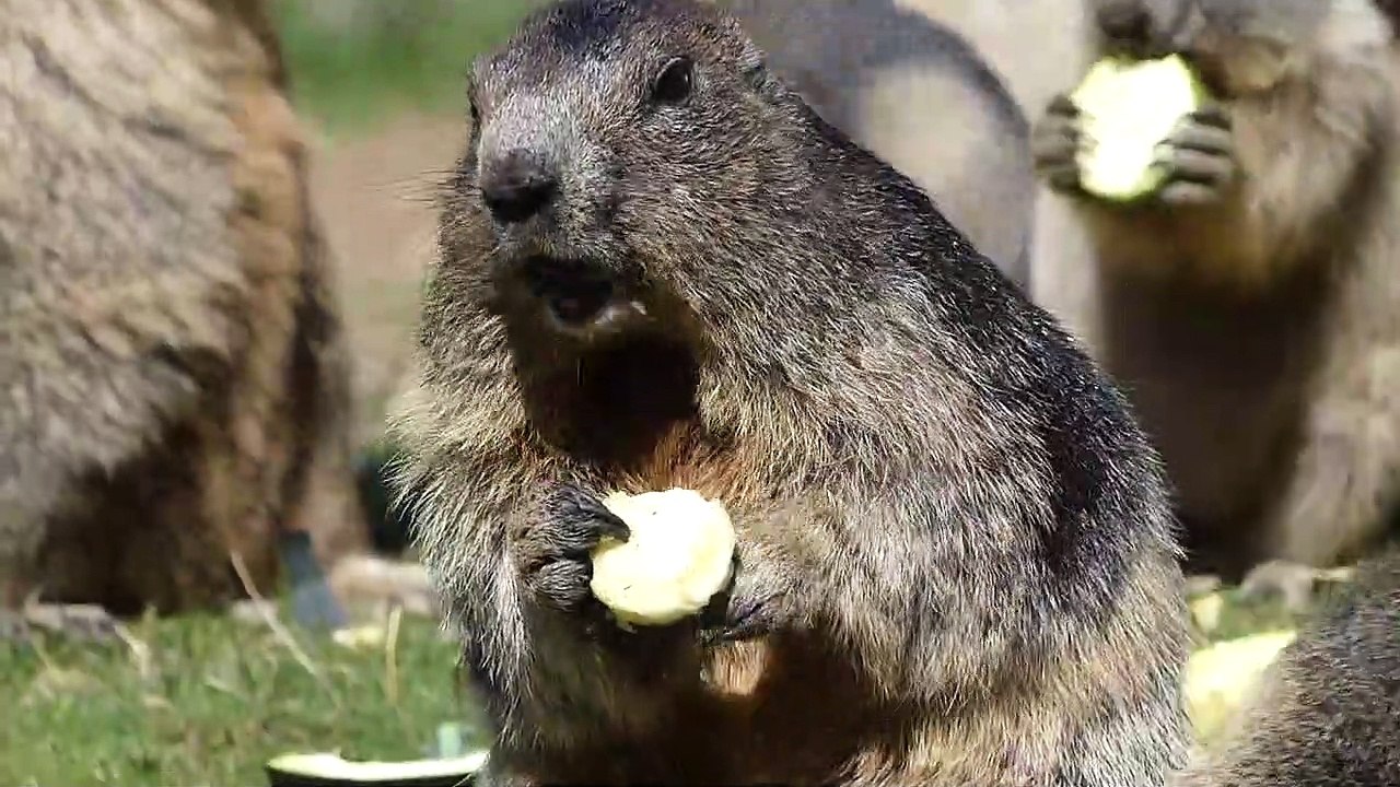 Chipmunks are so funny when they eat.