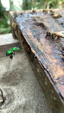 Vibrant Green Orchid Bee Collects Propolis