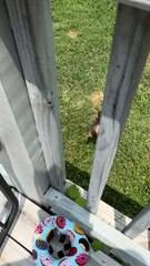 Pupper Escapes From Pool Confinement