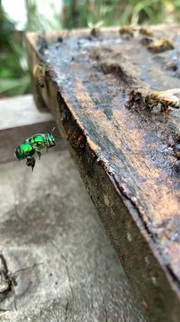 Vibrant Green Orchid Bee Collects Propolis