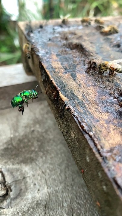 Vibrant Green Orchid Bee Collects Propolis