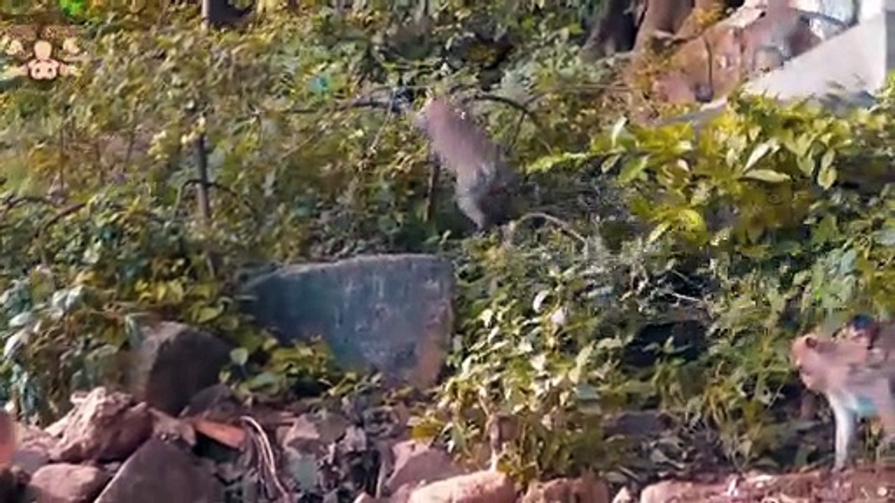 4K Quality Animal Footage - Monkeys Beautiful Scenes Episode 11 _ Viral ...