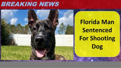 Florida Man Sentenced For Shooting Dog