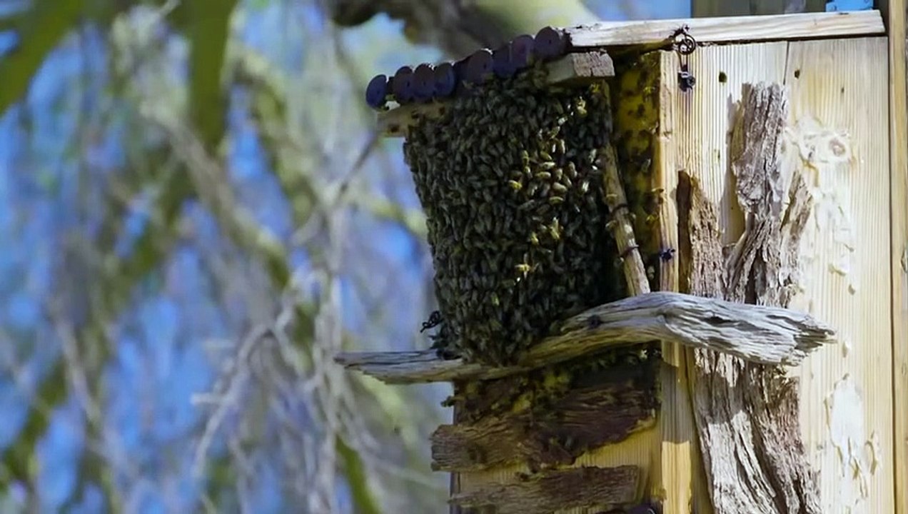 Why Do Bees Die After Stinging