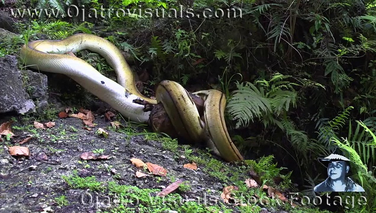 Python Eats Goat 05 Footage