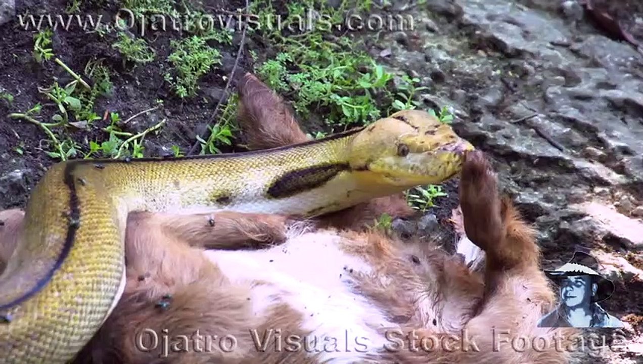 Python Eats Goat 01 Footage - video Dailymotion