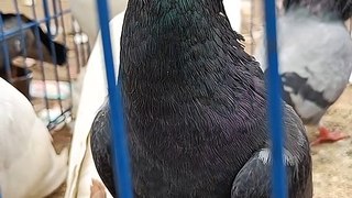 World's Rare Pigeons Breed | Kabutar