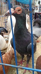 World's Rare Pigeons Breed | Kabutar