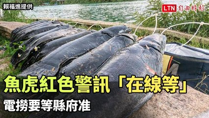 日月潭魚虎出現紅色警訊！電撈須待縣府批准 🚨