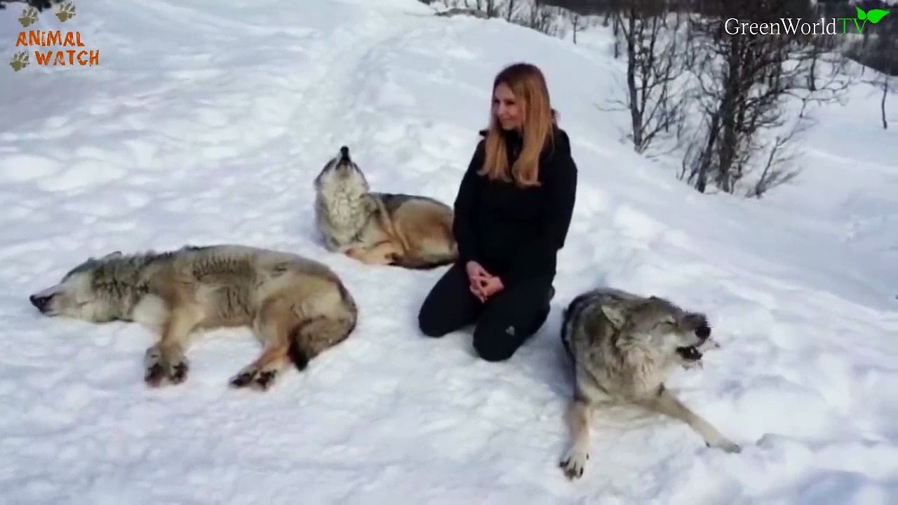 I HOWL WITH NORWEGIAN WOLVES - WOLF HOWL