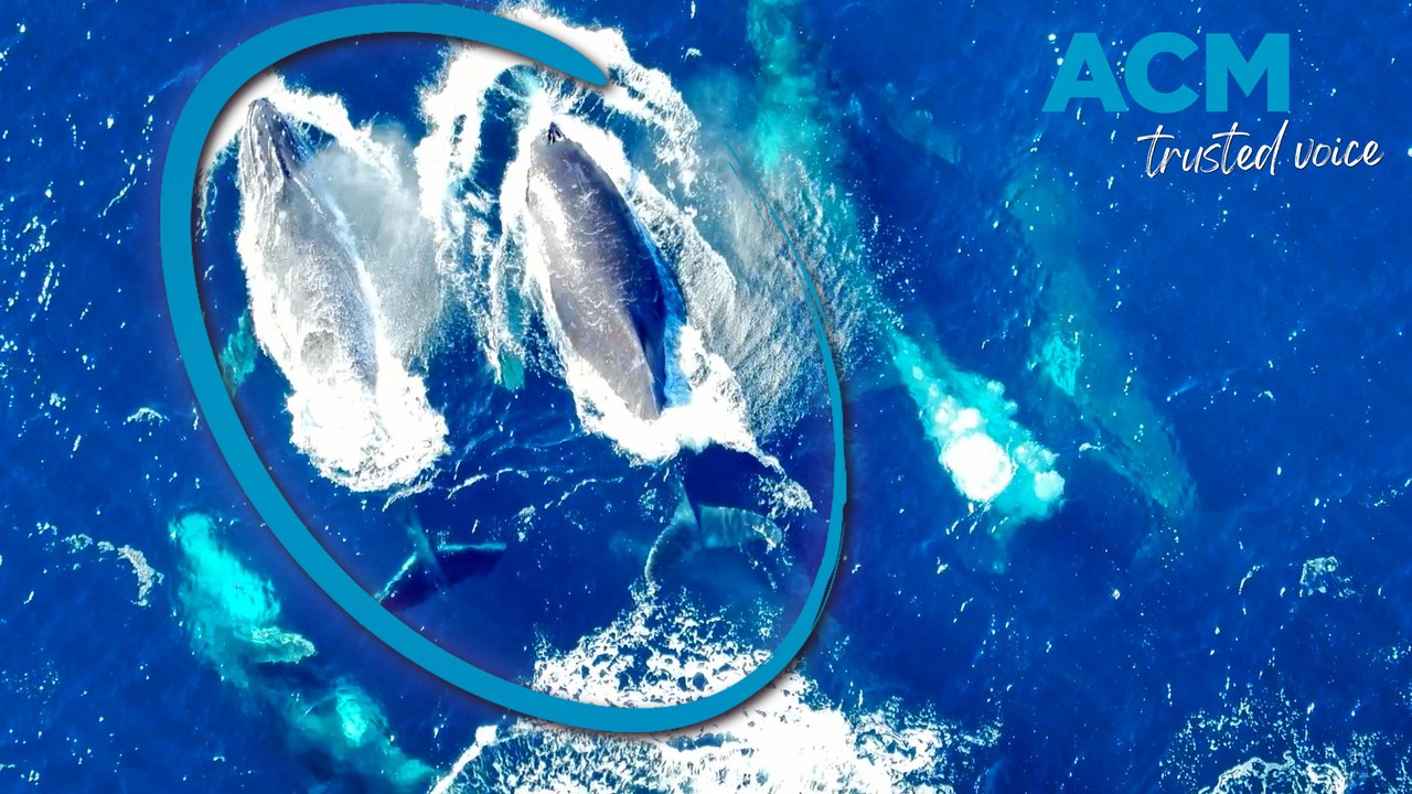 Pod of whales spotted near Port Macquarie, NSW