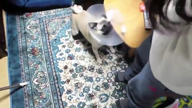 TOP 10 dog barking videos compilation 2023 ♥ Dog barking sound - Funny dogs