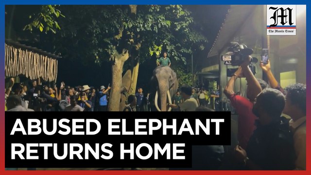 Abused elephant returns home amid alleged Sri Lanka mistreatment