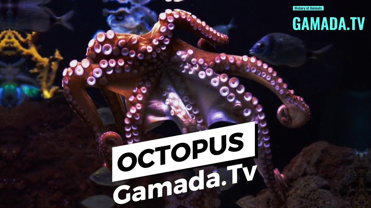 The Octopus:A Creature of Both Wonder and Fear