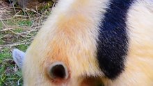 amandua_kv_sp