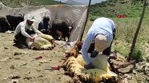 Yerli çoban bulunamayınca 20 bin TL’ye İran’dan getirildi